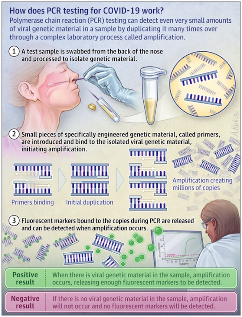 PCR test graphic