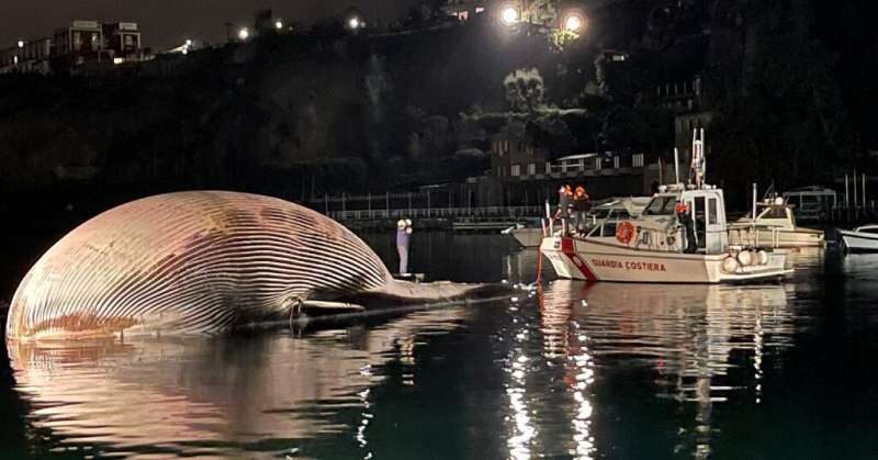 The carcass of a huge dead whale is towed by Italy's coast guard to the port of Naples