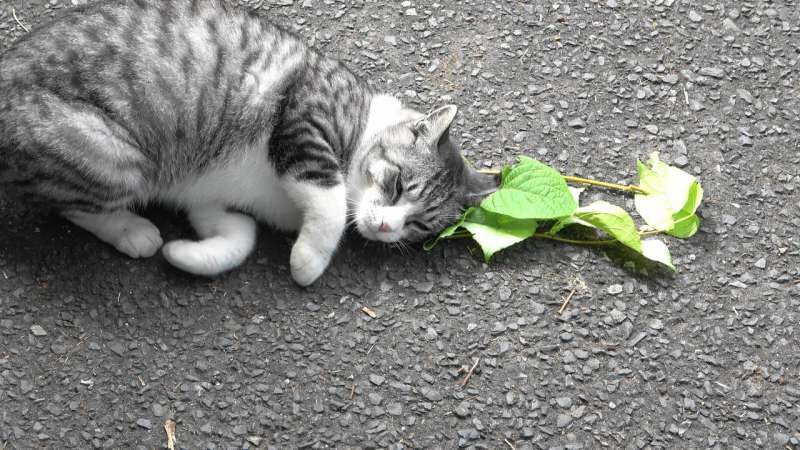 cat catnip