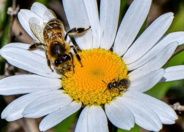 honey bee