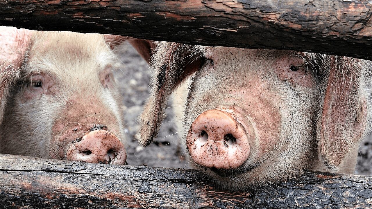 pigs