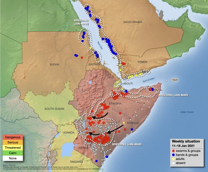 Click to enlarge locusts