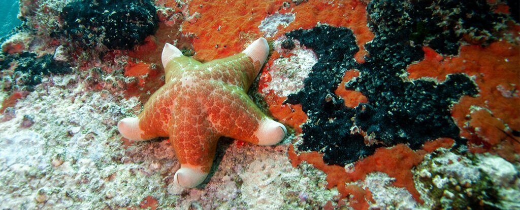 starfish