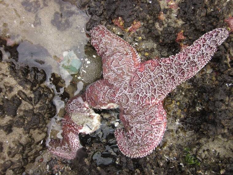 starfish