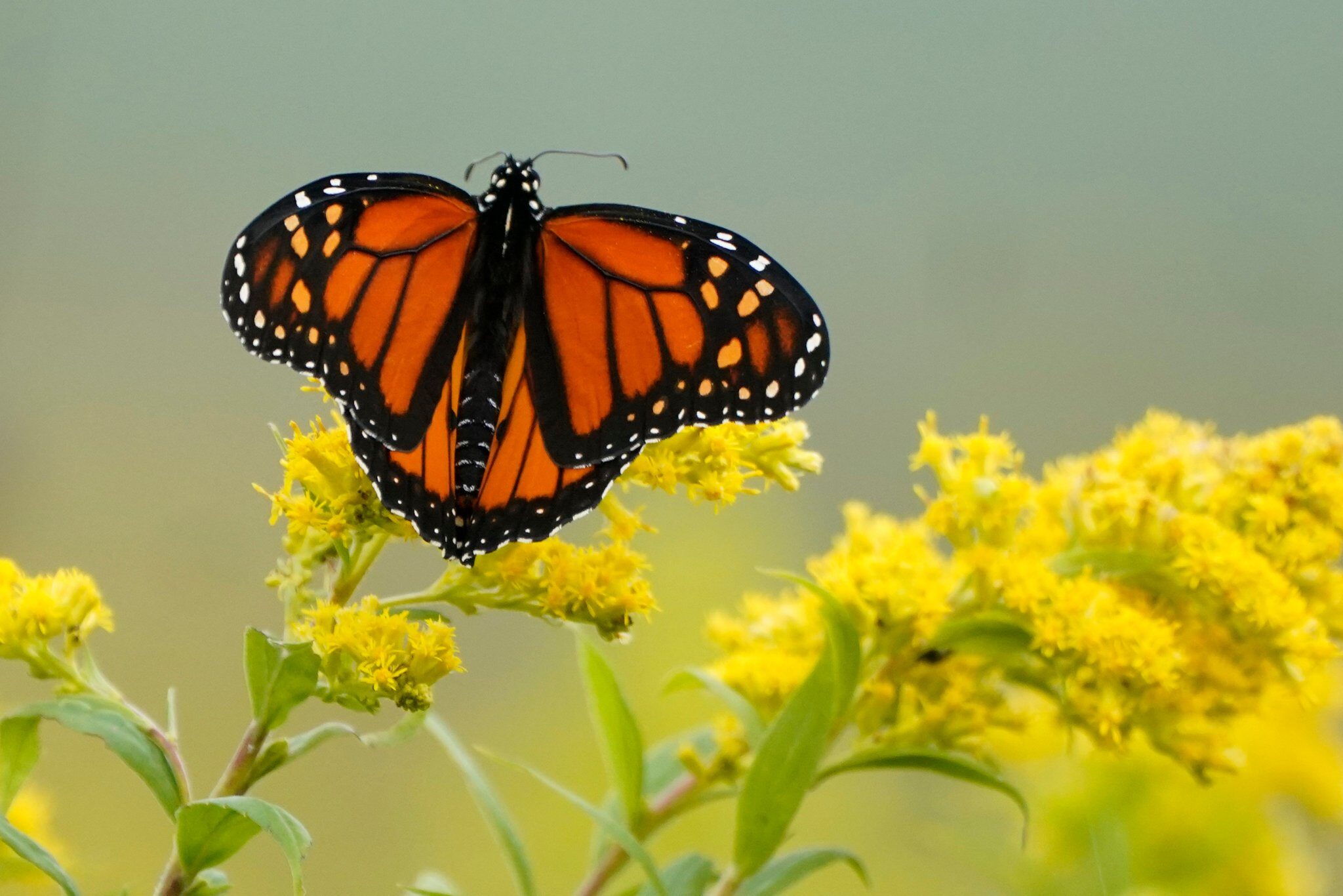 Click to enlarge Monarch butterfly pauses in a field of goldenrod