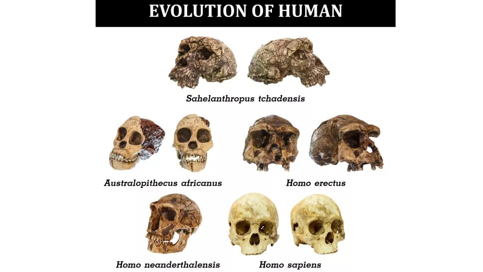 The skulls of various human species