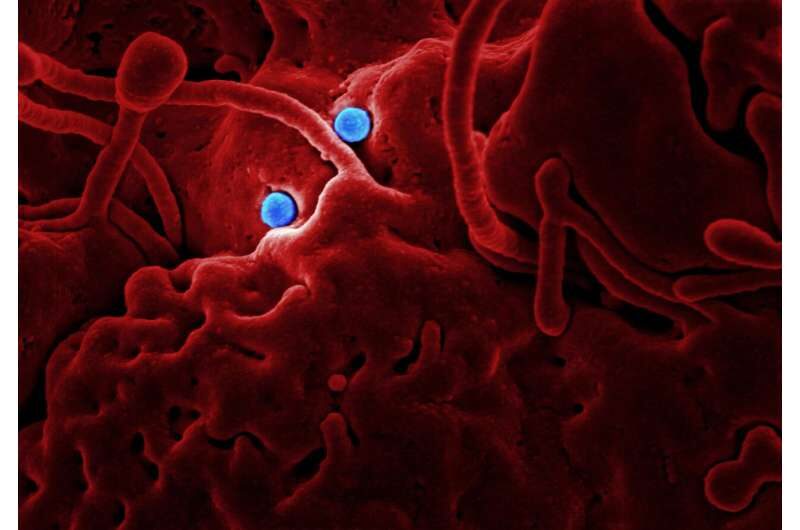 Click to enlarge brain cell astrocyte