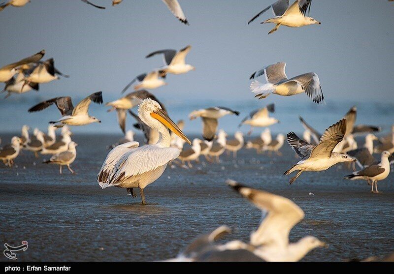 The population of migratory birds took flight