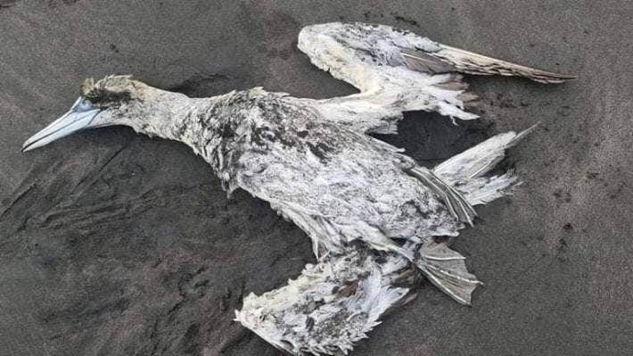 A Kāwhia local reported that 134 dead birds had washed ashore on the coastline, and most of them were juveniles.