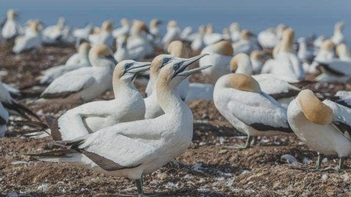 Click to enlarge With its 1.8 m wing-span, the Australasian gannet is a conspicuous, predominantly white seabird that is common in New Zealand coastal waters (File Photo).