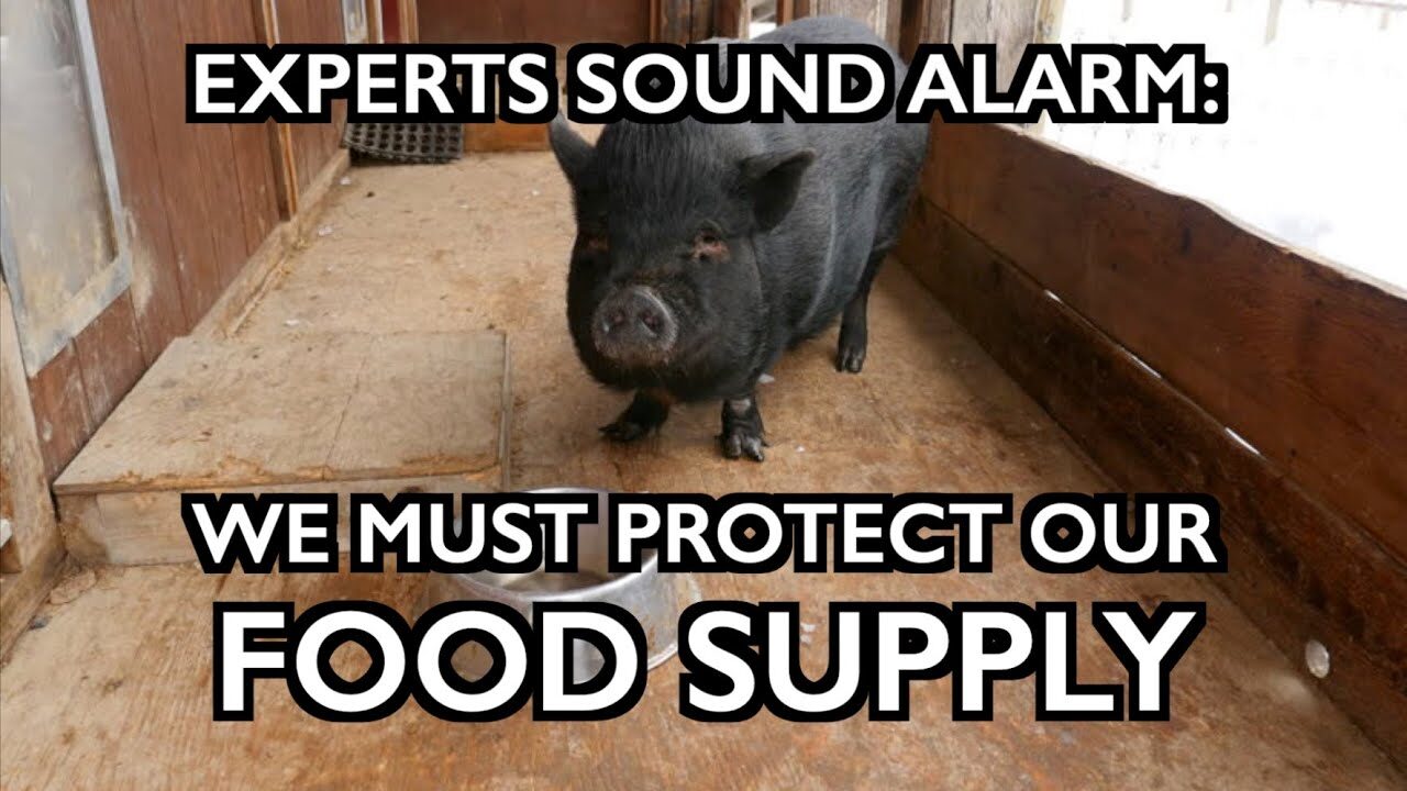 pigs