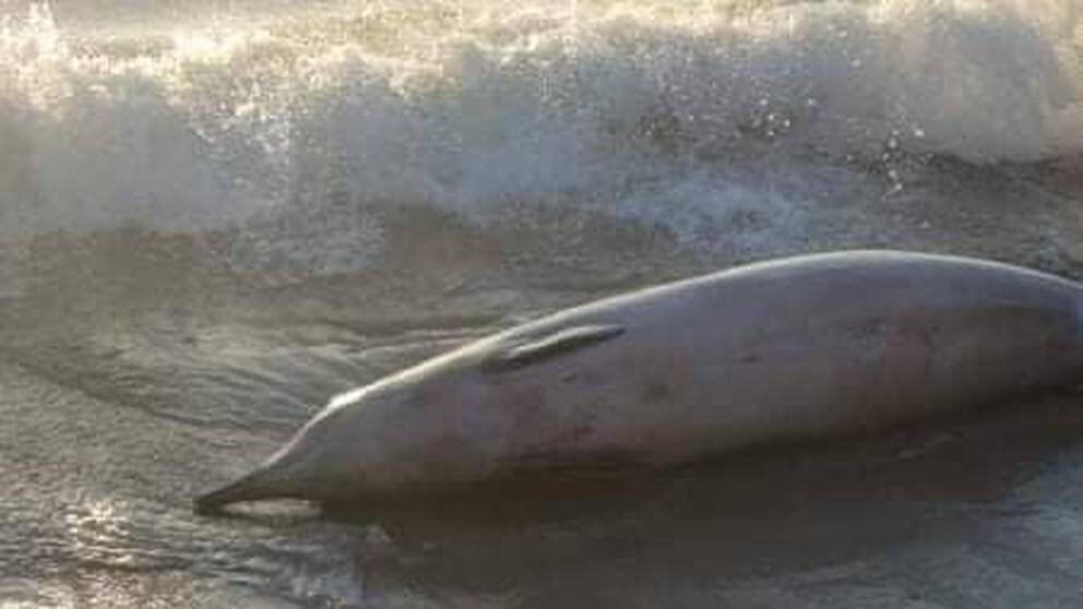 One of the four Gray's beaked whales that got stranded on Ruakākā Beach couldn't swim back out to sea and died.