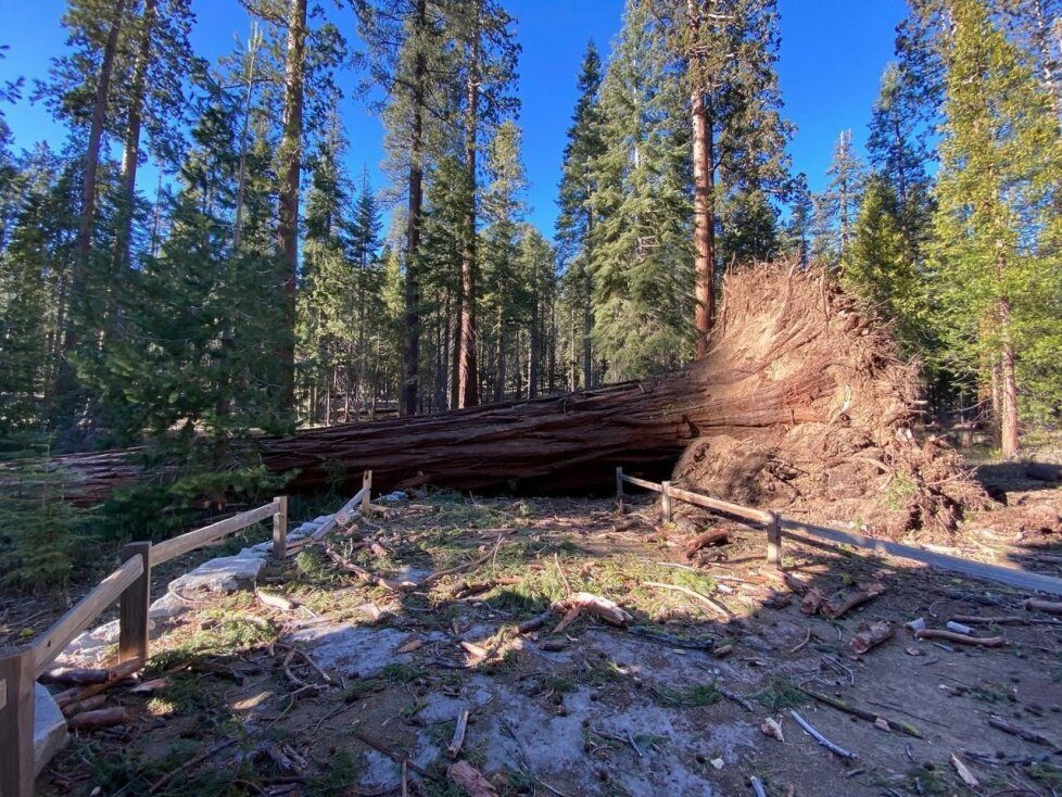 A fallen giant sequoia tree at Mariposa Grove in Yosemite National Park after the Mono wind event on Tuesday, Jan. 19, 2021.