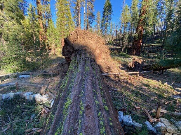 A giant sequoia tree fell in the Mariposa Grove at Yosemite National Park during a wind storm on Jan. 18 and 19, 2021, one of at least 15 mature sequoias that toppled.