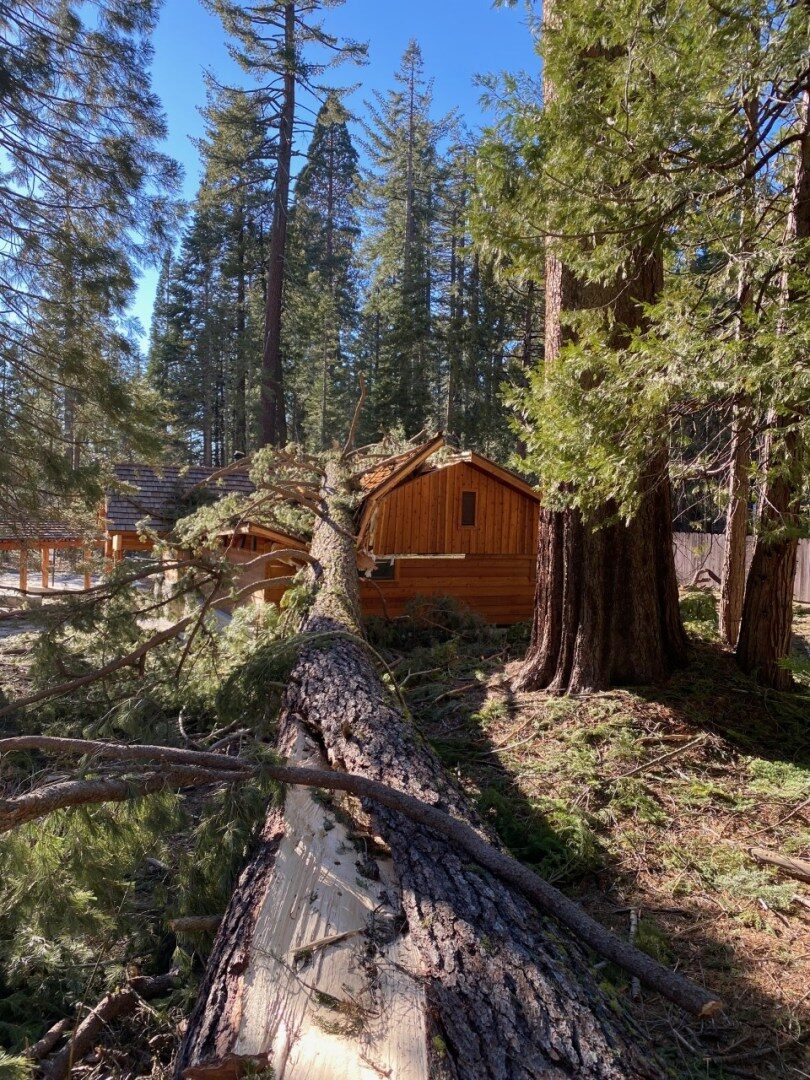 A fir tree smashed into a newly built restroom at Yosemite National Park in the Mariposa Grove during a wind storm on Jan. 18 and 19. The area underwent $40 million in renovations three years ago.