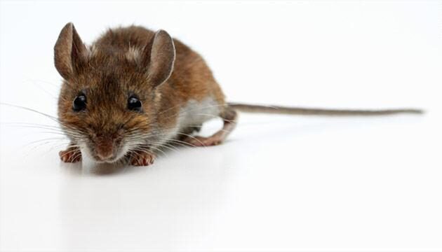 Mouse