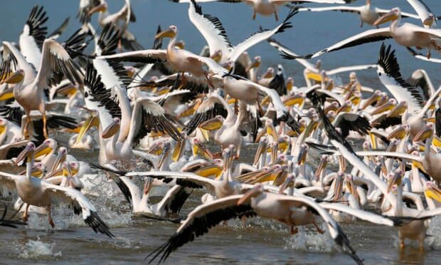 Click to enlarge Pelicans
