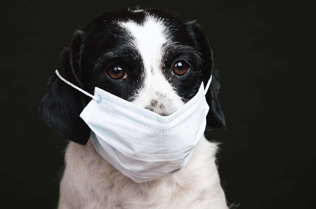 Click to enlarge dog wearing mask