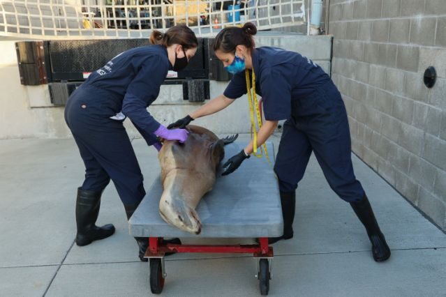 Barbie Halaska, right, necropsy manager at the Marine Mammal Center in Sausalito, and lab assistant Jackie Isbell measure a California sea lion that was euthanized due to untreatable cancer.