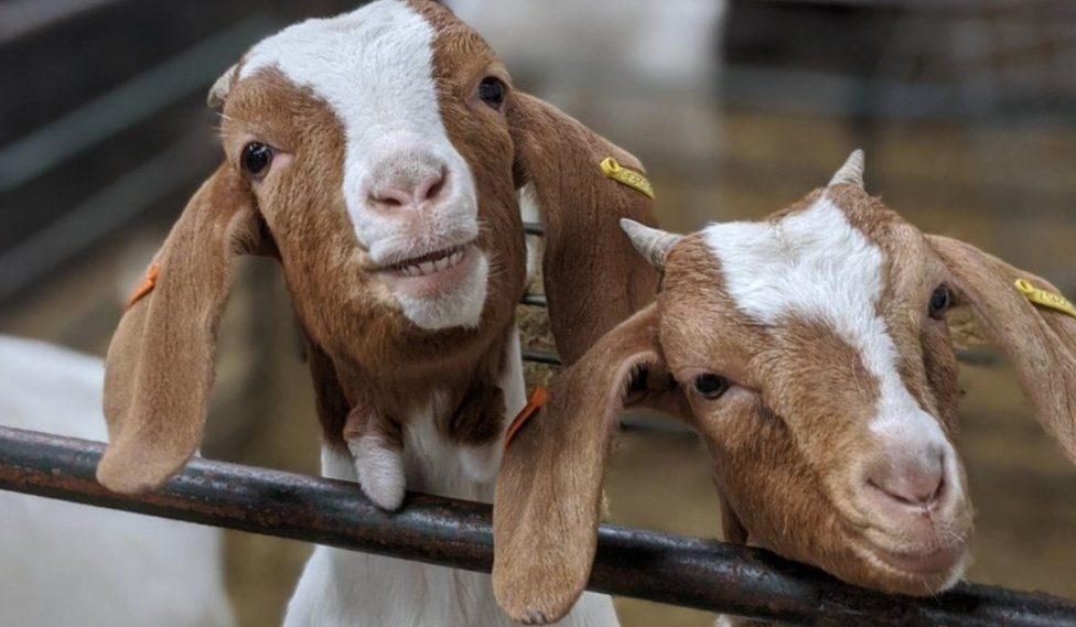 goat farm