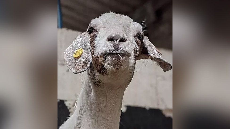 goat