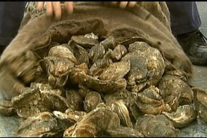 Click to enlarge oysters