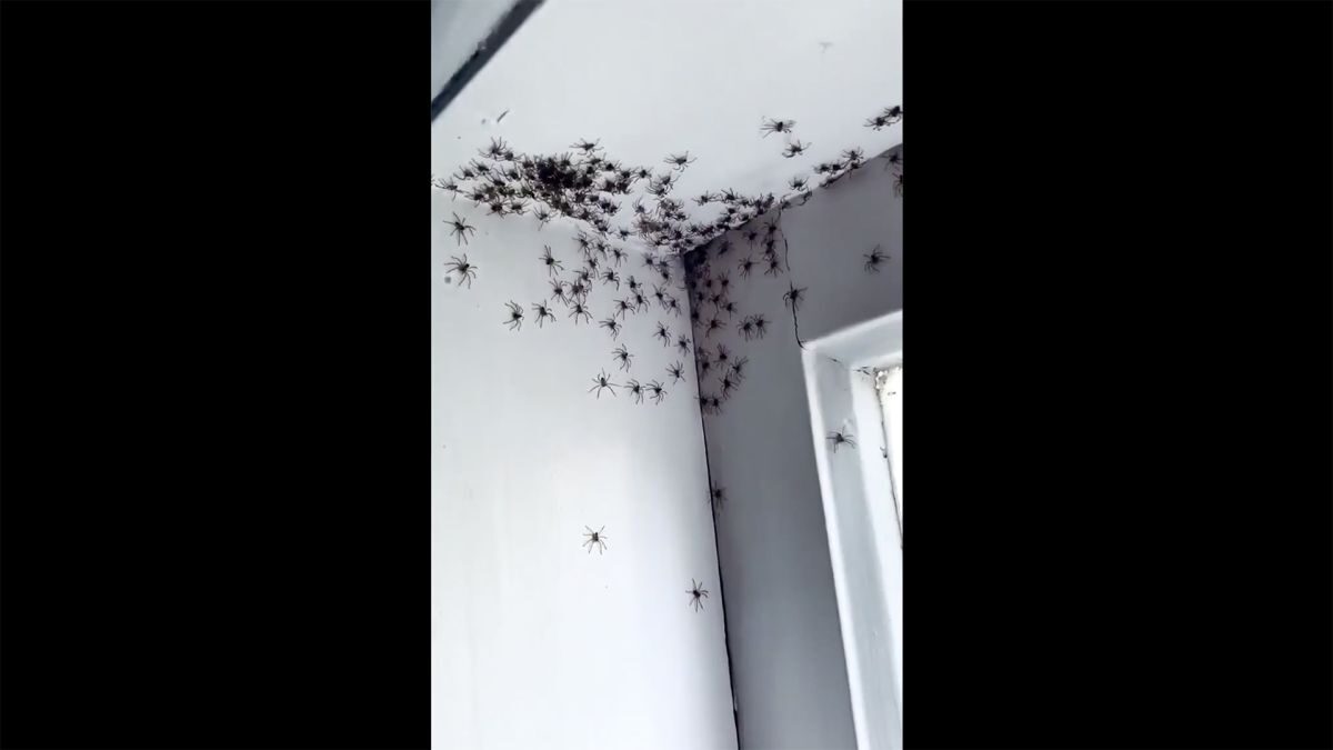 spiders