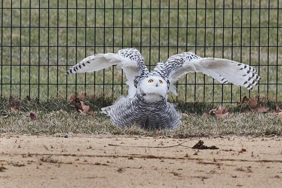 A snowy owl was seen in Central Park in New York City on Jan. 27, 2021.
