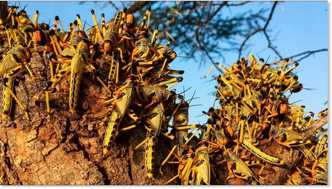 Terrible swarms of locust invade Saudi Arabia Earth Changes