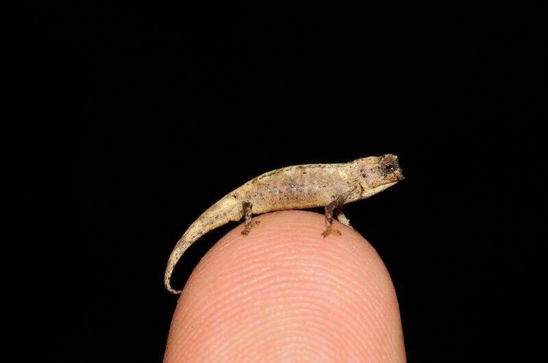 Nano Chameleon