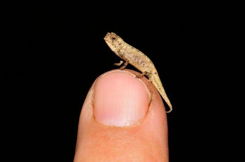 Click to enlarge Nano Chameleon Brookesia nana