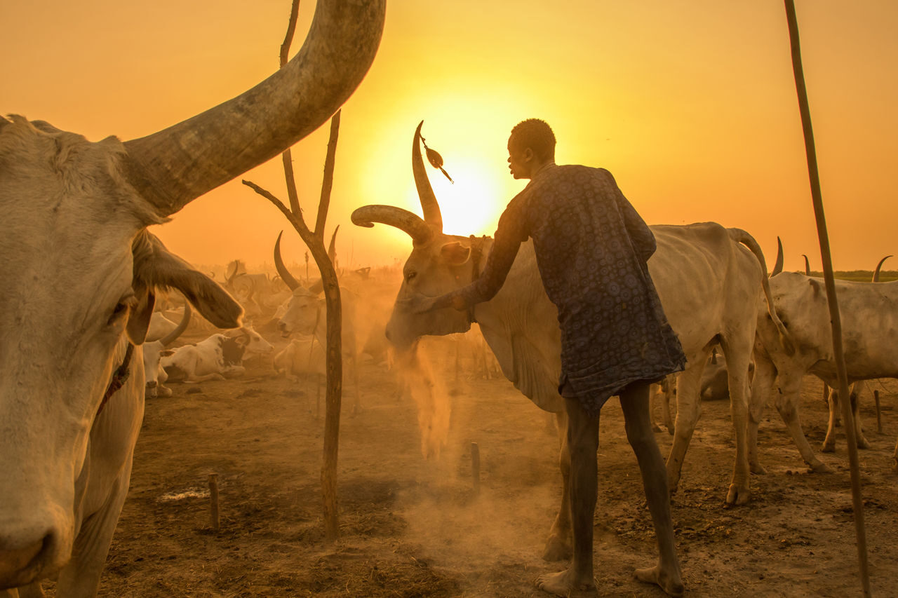 Click to enlarge Sudan cow