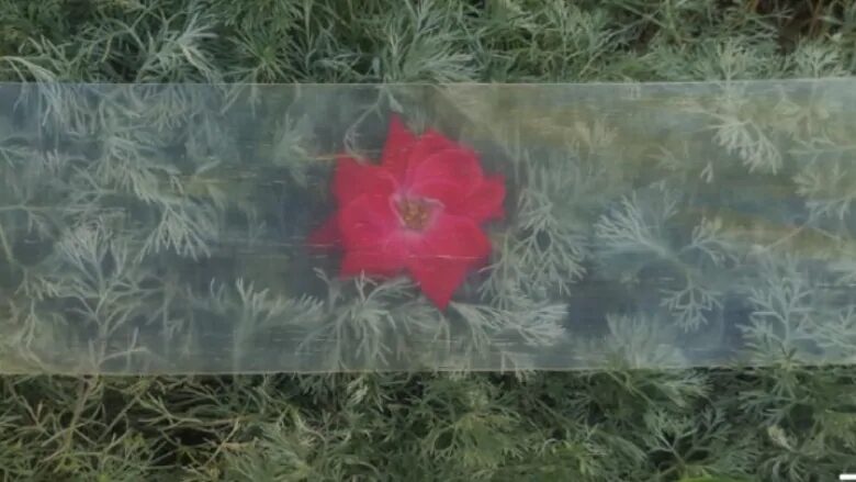 transparent wood 1