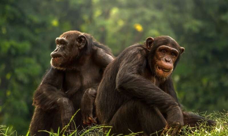 chimps