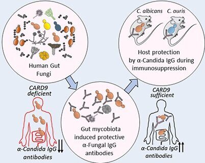Click to enlarge fungi gut