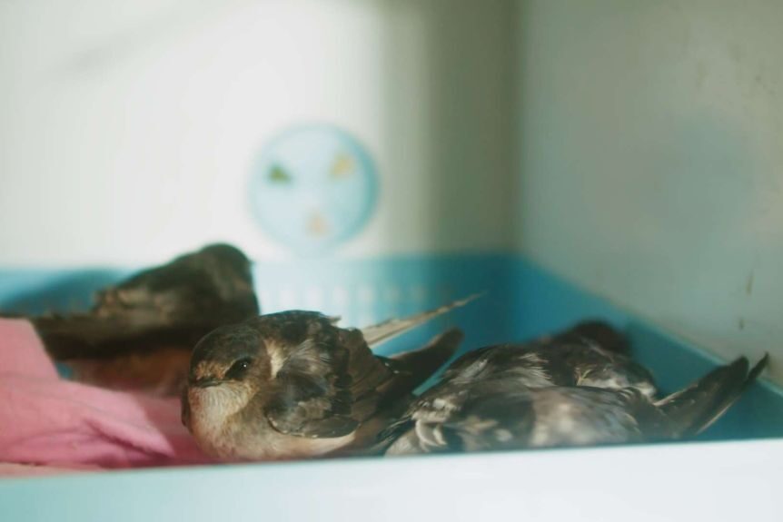 Click to enlarge Some tree martin birds have survived and are being kept alive in incubators.