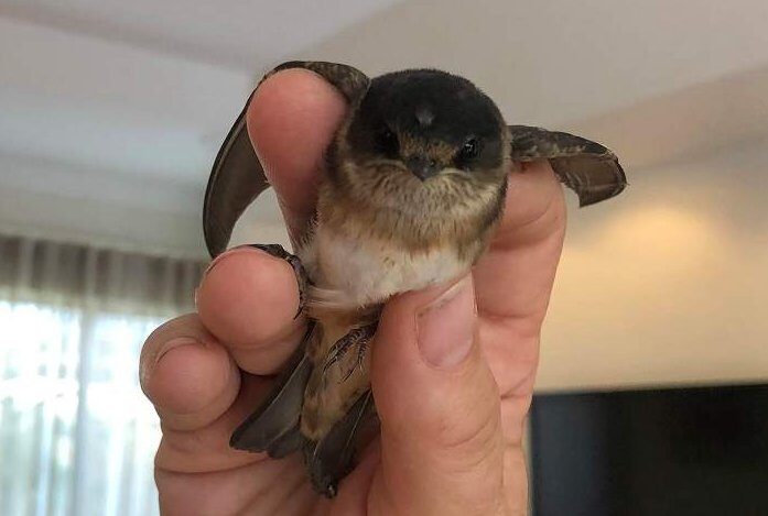 Click to enlarge The tree martin is unable to regulate its body temperature during cold weather