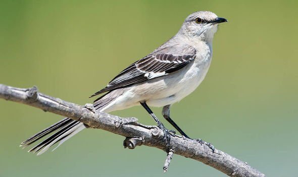 Mockingbirds haven't been seen in the UK since the 1980s