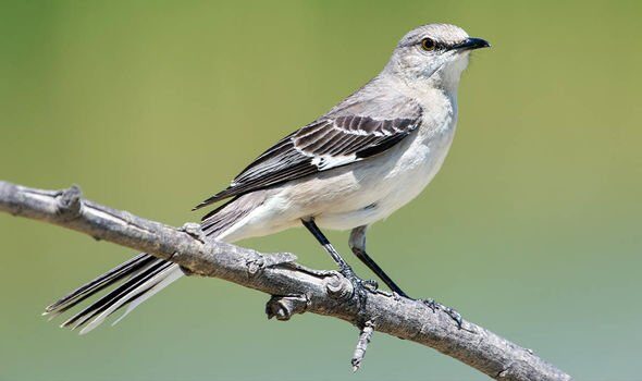 Click to enlarge Mockingbirds haven't been seen in the UK since the 1980s