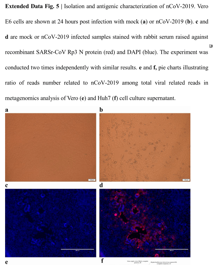 Click to enlarge covid virus isolated