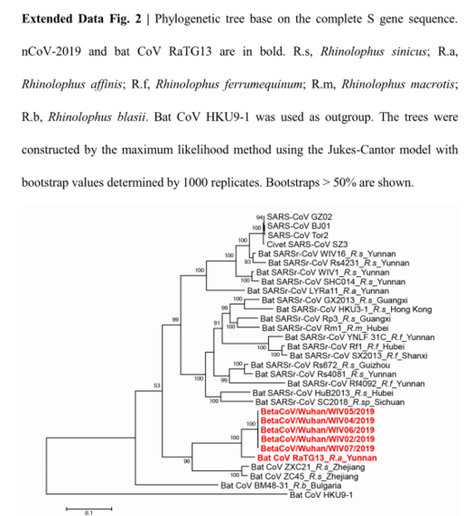 covid virus gene tree