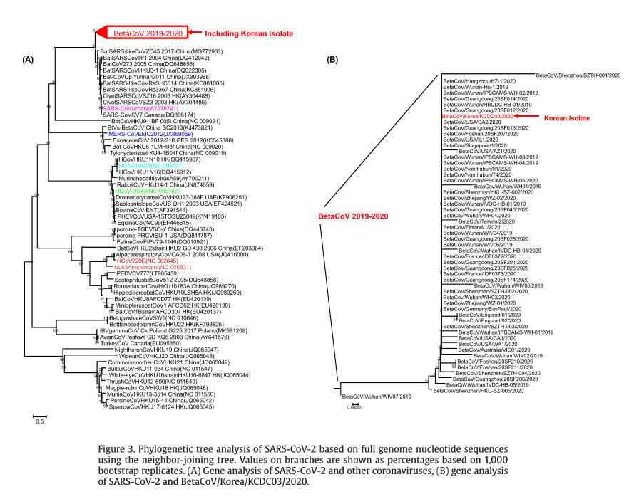 phylogenic tree analysis sars-cov-2