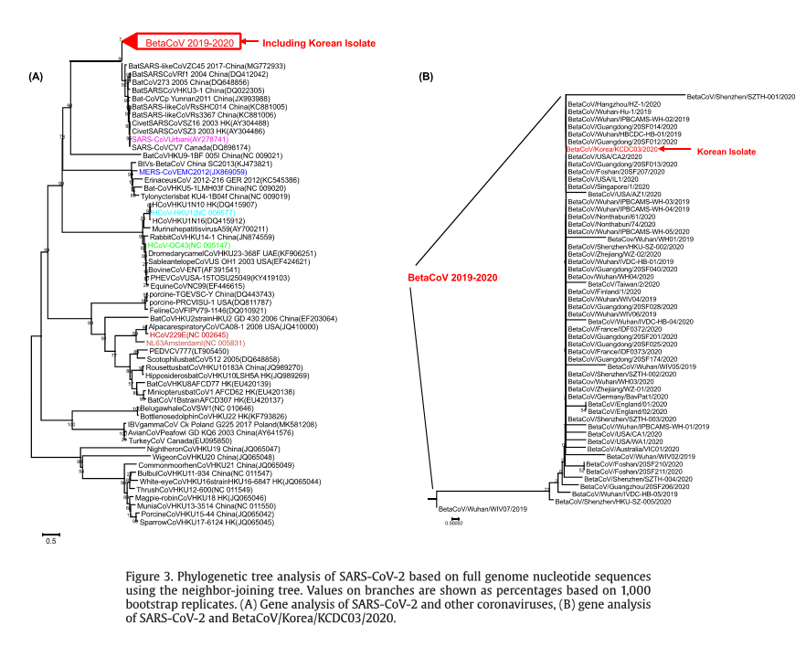 Click to enlarge phylogenic tree analysis sars-cov-2