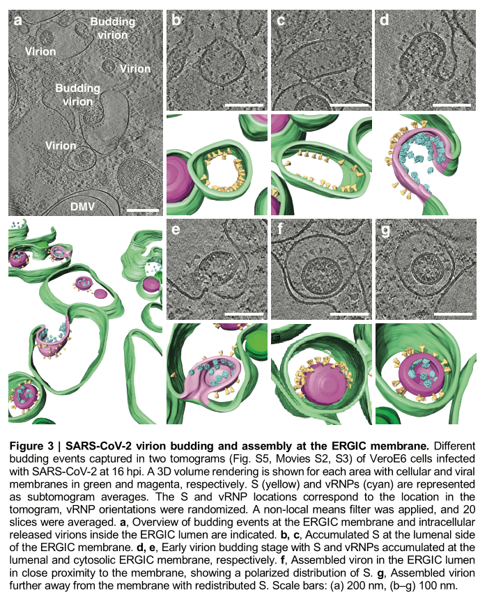 Click to enlarge sars-cov-2 virion