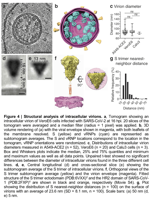 Click to enlarge sars-cov-2 virion