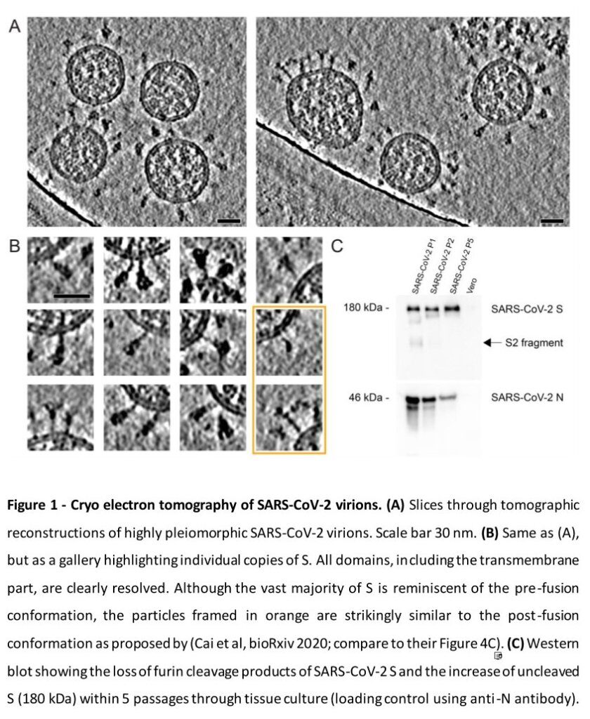 Click to enlarge sars-cov-2 purified photograph