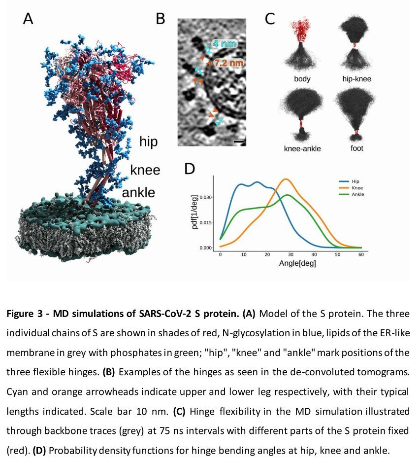 Click to enlarge sars-cov-2 isolation