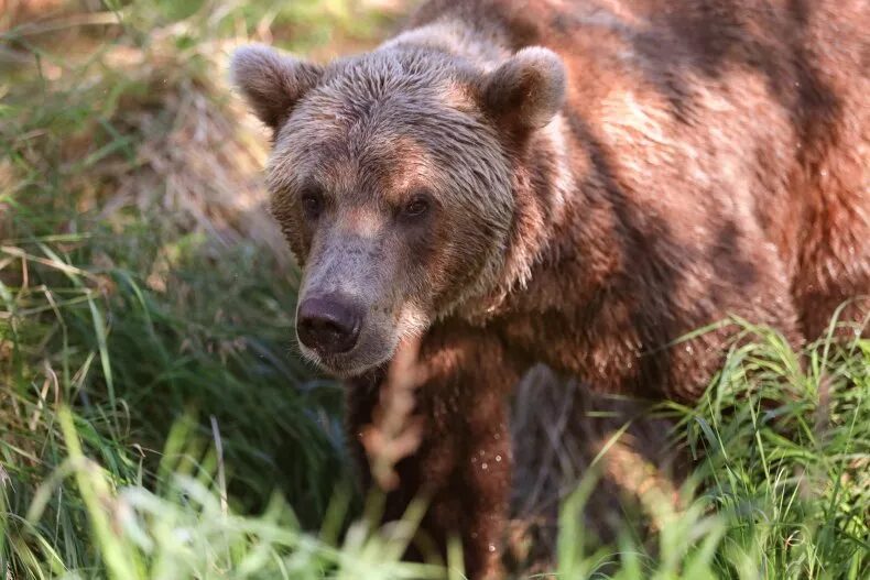 A brown bear walks