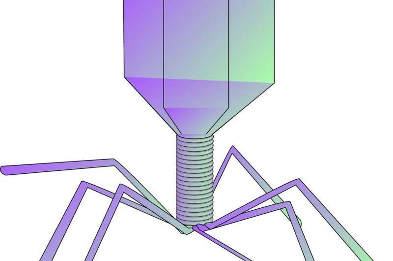 phage