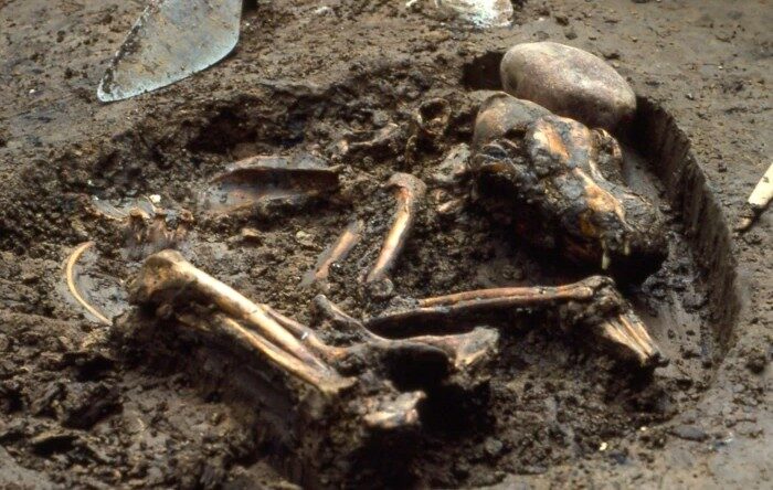 Click to enlarge Dog bones